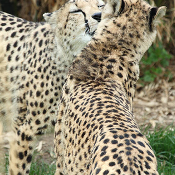 Cheetah at the zoo in Styria
