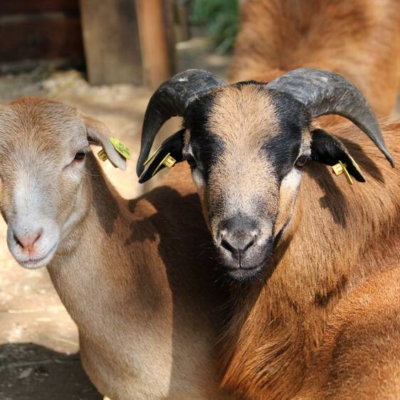 Cameroon sheep at the petting zoo