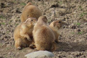 Baby Animals in Styria