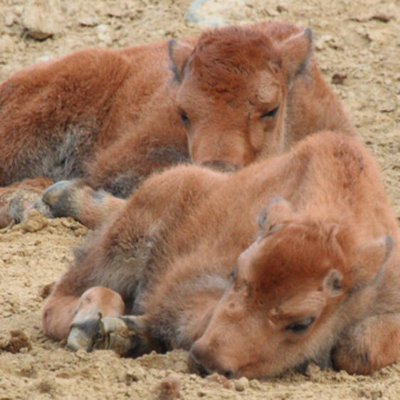 Bison at the zoo in Styria
