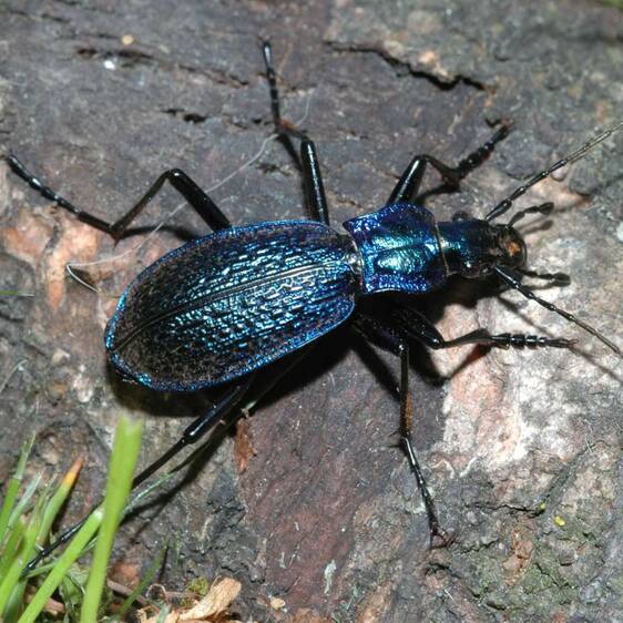 Dark blue ground beetle at Tierwelt Herberstein 