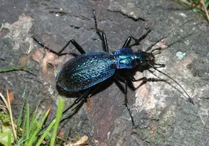 Dark Blue Ground Beetle