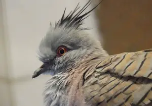 Pointed-crested Pigeon