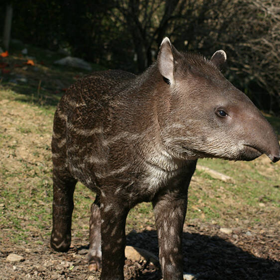 Lowland Tapir in Styria