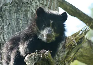 Spectacled Bear in Styria