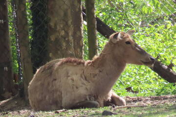 Baby Animals in Styria