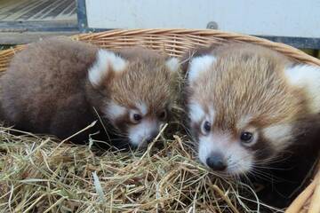 Baby Animals in Styria