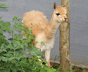 Vikunja Joschi Explores the Animal Kingdom
