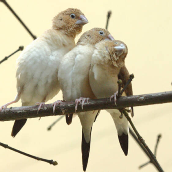 Silver-billed Finch