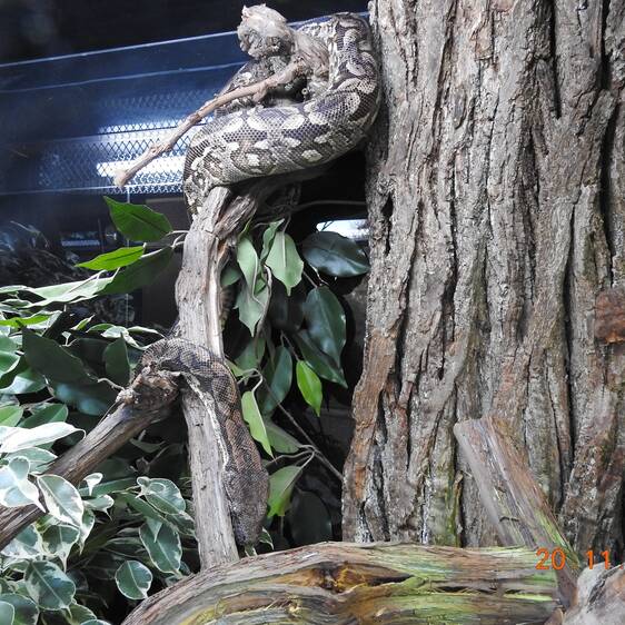 Southern Madagascar Boa