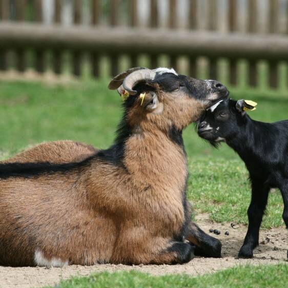 Pygmy goat at the petting zoo