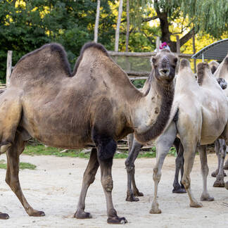 Camels at Herberstein Wildlife Park.