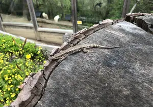 Wall lizard