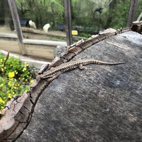 Wall Lizard at Herberstein Wildlife Park