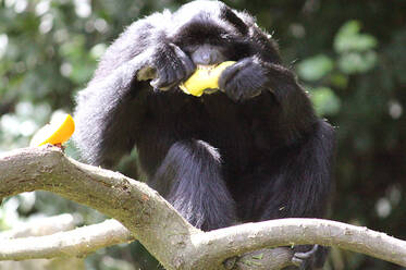Siamang at Herberstein Wildlife Park