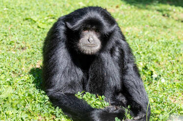 Siamang at Herberstein Wildlife Park