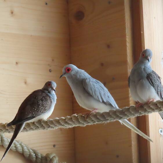 Diamond Dove at Herberstein Wildlife Park