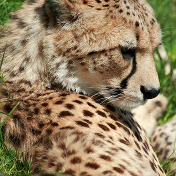 Cheetah at the zoo in Styria