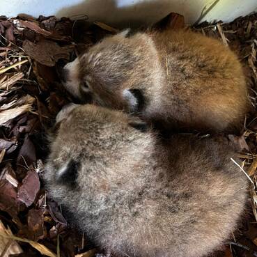 Red panda cubs at Tierwelt Herberstein.