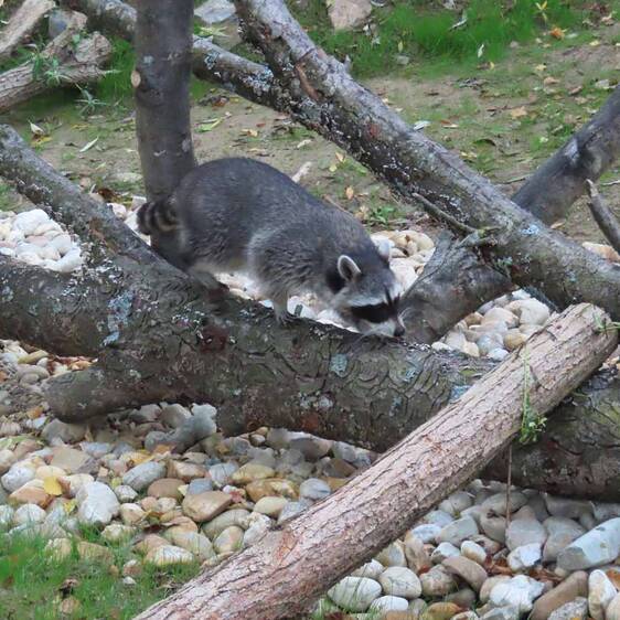 A raccoon on a branch at Tierwelt Herberstein.