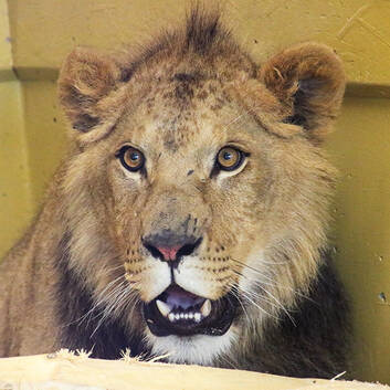 Caesar the Lion