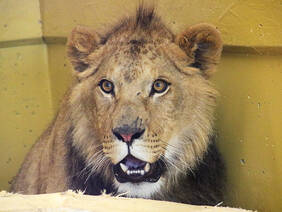 Caesar the Lion