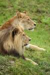 Simba Is Head Over Heels in Love—Will Brutus Return His Love?