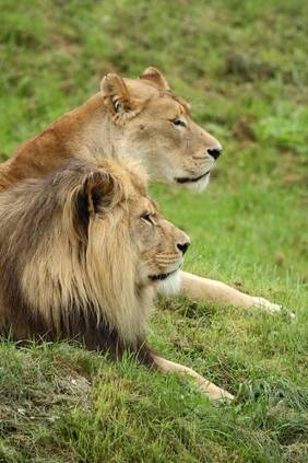 Simba Is Head Over Heels in Love—Will Brutus Return His Love? Simba Is Head Over Heels in Love—Will Brutus Return His Love?