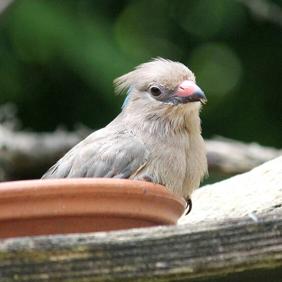 Blue-necked Mousebird