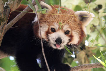 Red Panda at Herberstein Wildlife Park