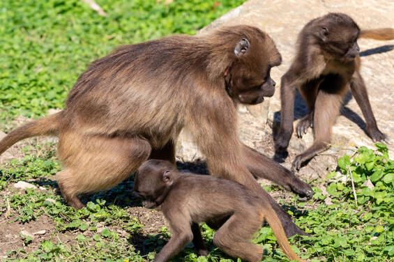 Geladas at the Herberstein Wildlife Park