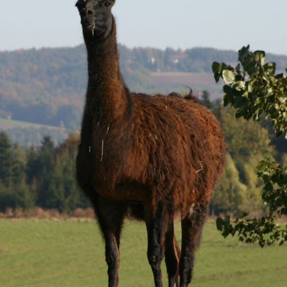 Llama at the zoo in Styria