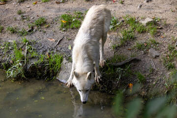 Hudson Bay wolf at the Full Moon Festival at Tierwelt Herberstein.