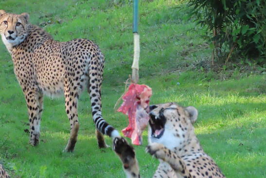Guided Feeding Tours at Herberstein Wildlife Park