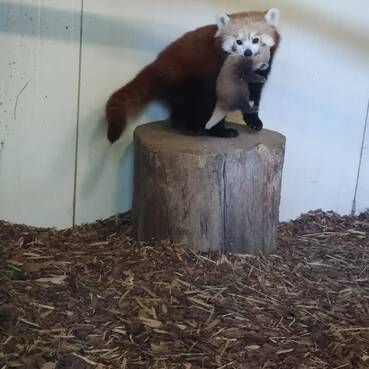 Red panda cubs at Tierwelt Herberstein.