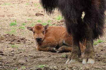 Baby Animals in Styria
