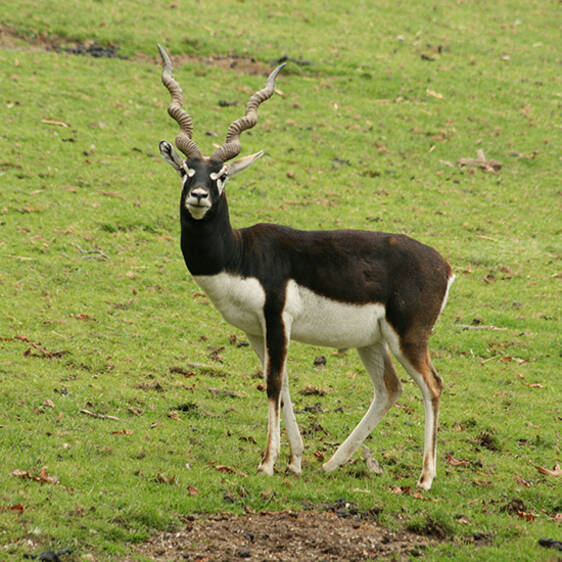 Deer Goat Antelope