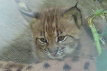 Lynx cubs at Tierwelt Herberstein.