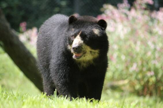 Spectacled Bear at Herberstein Wildlife Park