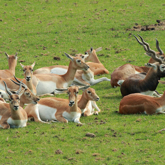 Deer Goat Antelope
