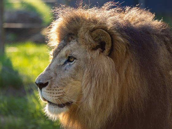 Lion at Herberstein Wildlife Park.