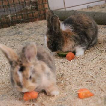 Bugs and Bunny at Herberstein Wildlife Park