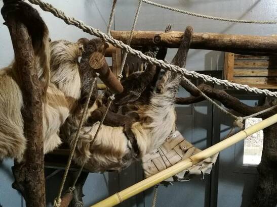 Baby sloth at Herberstein Wildlife Park