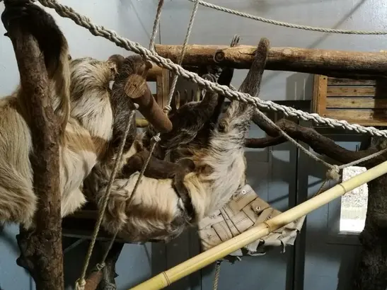 Breeding Success at the South American House