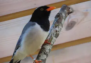 Red-billed Wren