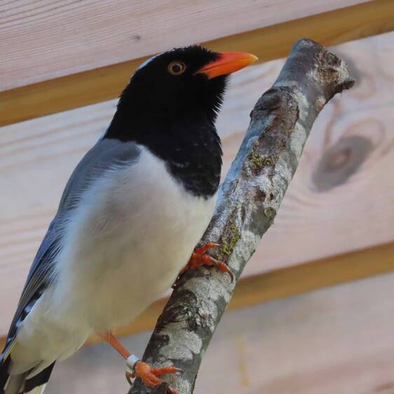 Red-billed Bunting at Herberstein Wildlife Park