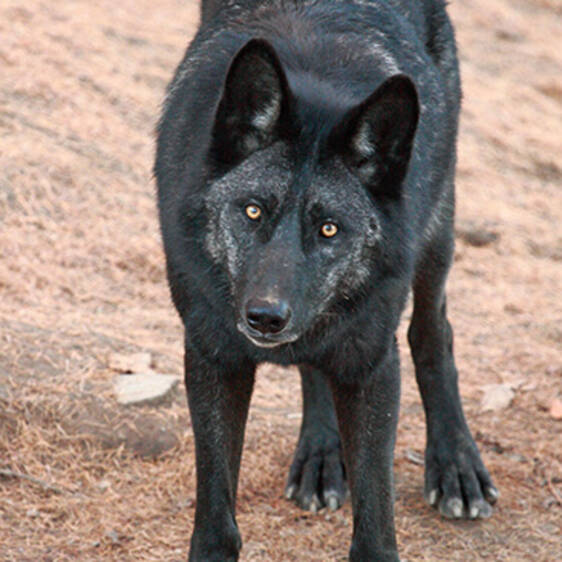 Timberwolf in Styria