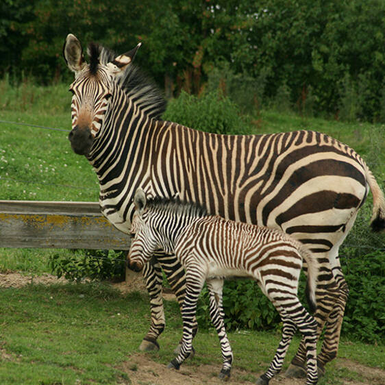 Zebra at the zoo in Styria