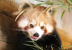 Red Panda