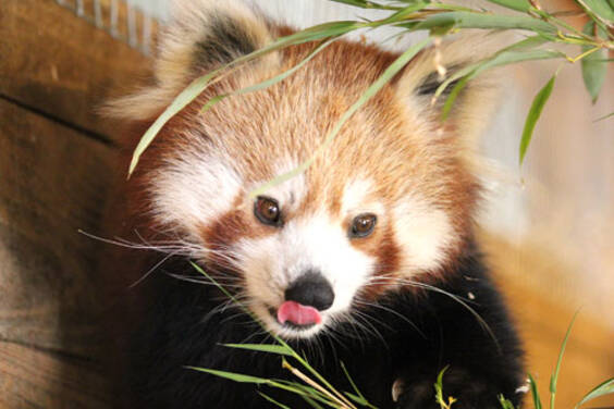 Red Panda at Herberstein Wildlife Park